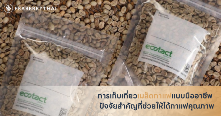 การเก็บเกี่ยวเมล็ดกาแฟแบบมืออาชีพ ปัจจัยสำคัญที่ช่วยให้ได้กาแฟคุณภาพ