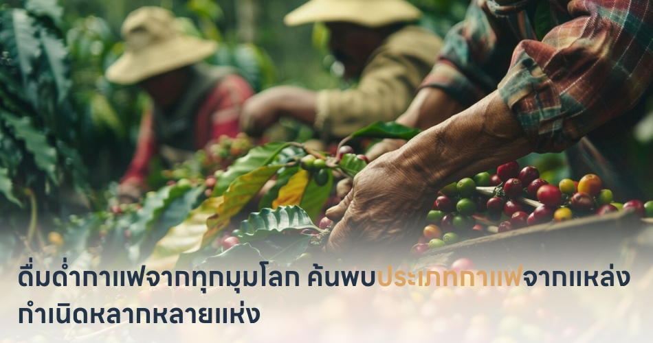 ดื่มด่ำกาแฟจากทุกมุมโลก ค้นพบประเภทกาแฟจากแหล่งกำเนิดหลากหลายแห่ง