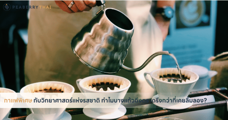 กาแฟพิเศษ กับวิทยาศาสตร์แห่งรสชาติ ทำไมบางแก้วถึงตราตรึงกว่าที่เคยลิ้มลอง
