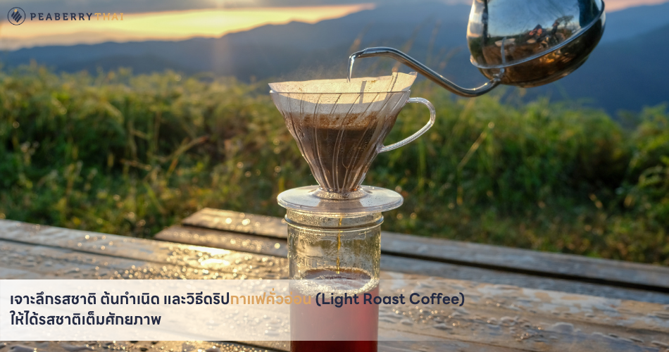 เจาะลึกรสชาติ ต้นกำเนิด และวิธีดริปกาแฟคั่วอ่อน (Light Roast Coffee) ให้ได้รสชาติเต็มศักยภาพ