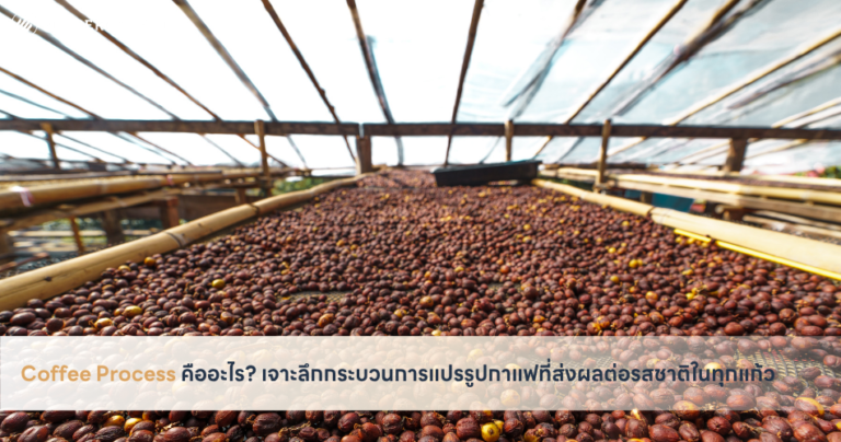 Coffee Process คืออะไร เจาะลึกกระบวนการแปรรูปกาแฟที่ส่งผลต่อรสชาติในทุกแก้ว