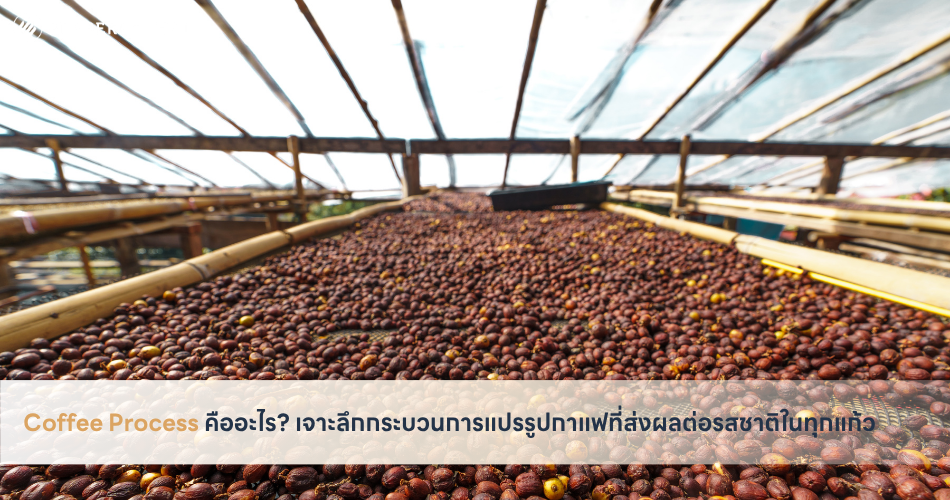 Coffee Process คืออะไร เจาะลึกกระบวนการแปรรูปกาแฟที่ส่งผลต่อรสชาติในทุกแก้ว