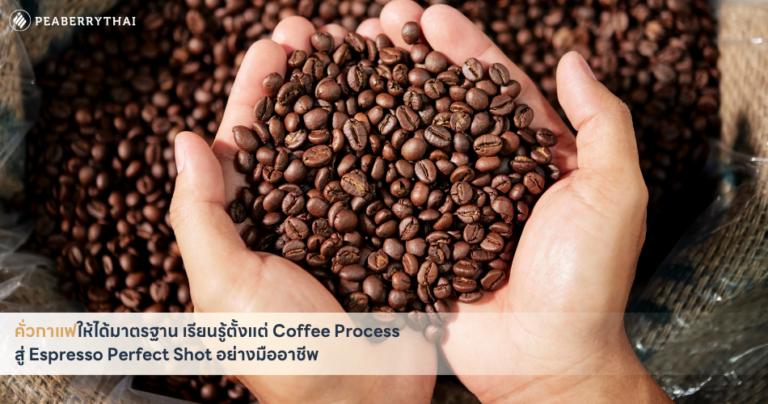 คั่วกาแฟให้ได้มาตรฐาน เรียนรู้ตั้งแต่ Coffee Process สู่ Espresso Perfect Shot อย่างมืออาชีพ